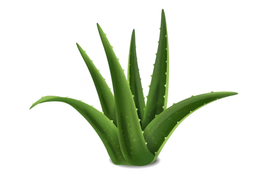 10 Vastu Plants for Home: Top Choices to Create a Positive Vibe 8 aloe vera