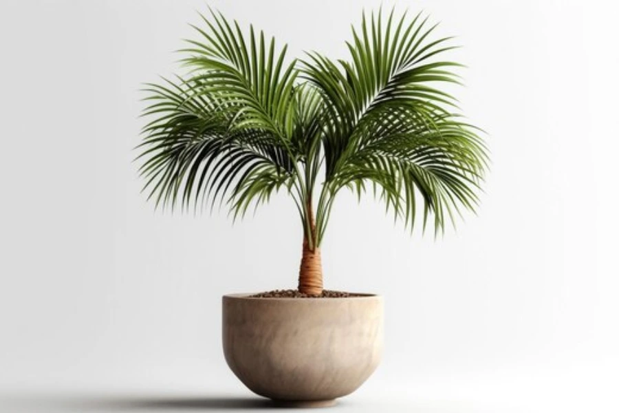 10 Vastu Plants for Home: Top Choices to Create a Positive Vibe 5 areca palm