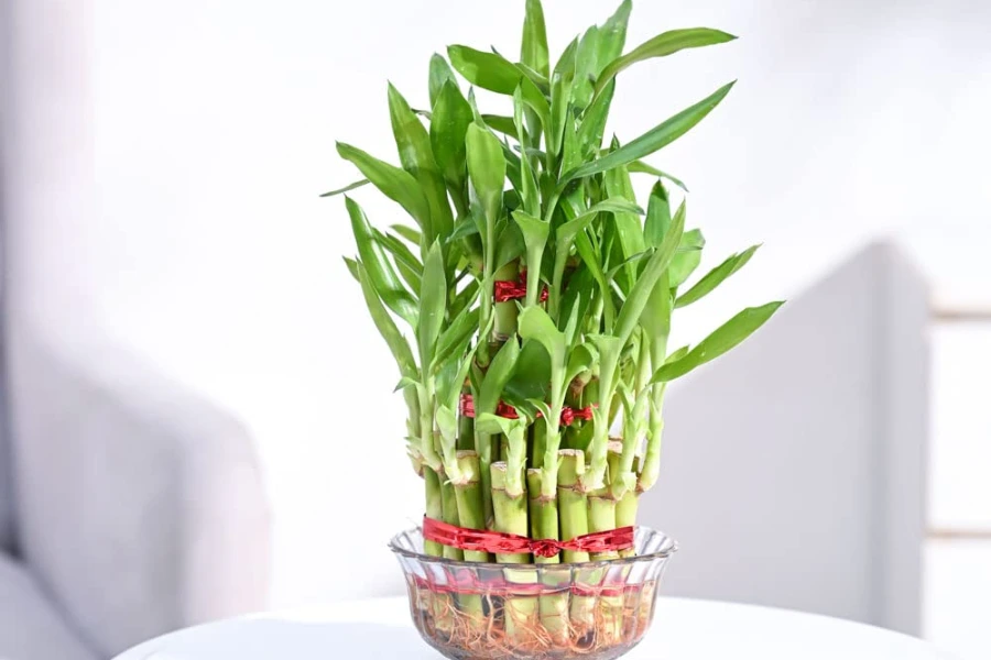 10 Vastu Plants for Home: Top Choices to Create a Positive Vibe 4 one of the vast plants for home is bamboo plants