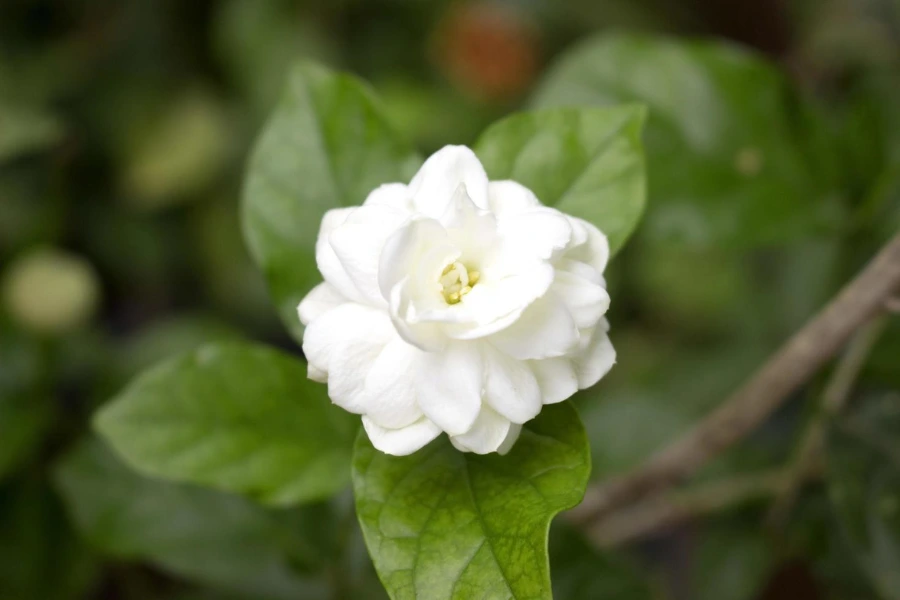 10 Vastu Plants for Home: Top Choices to Create a Positive Vibe 9 jasmine