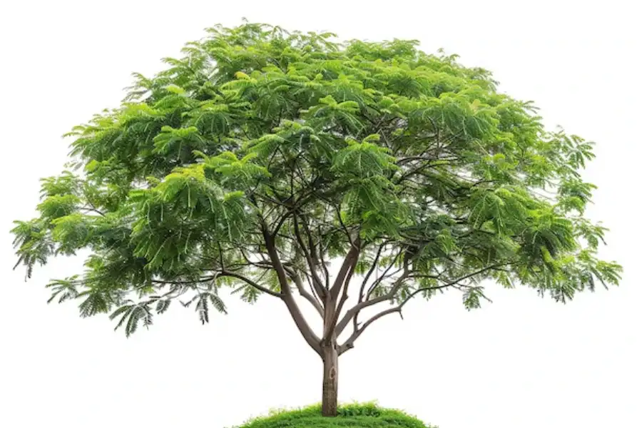 10 Vastu Plants for Home: Top Choices to Create a Positive Vibe 11 neem tree