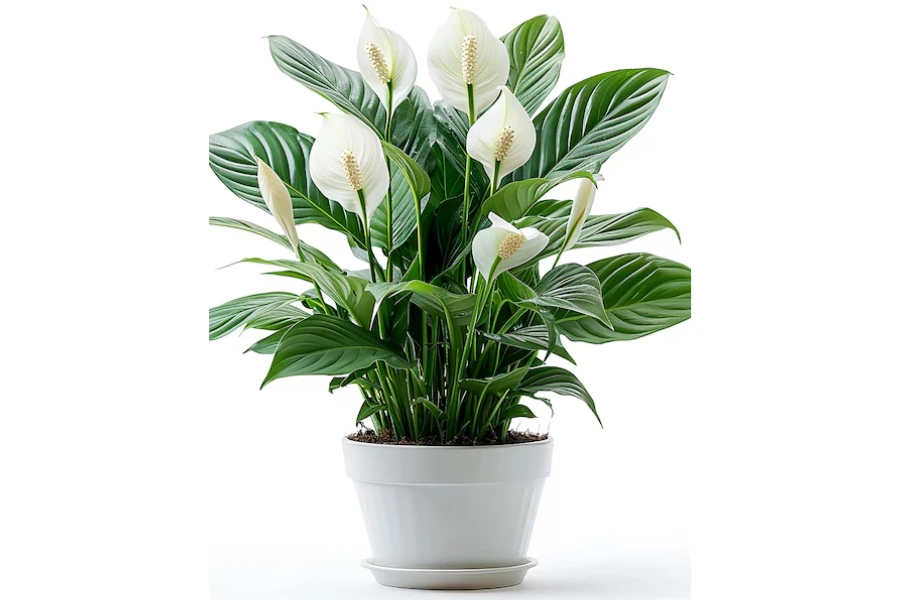 10 Vastu Plants for Home: Top Choices to Create a Positive Vibe 7 peace lilly 1