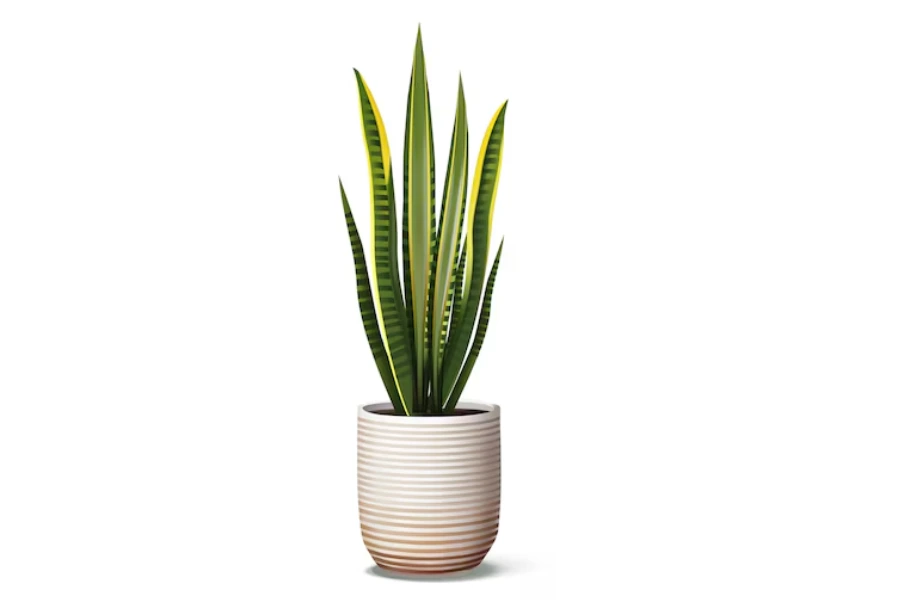 10 Vastu Plants for Home: Top Choices to Create a Positive Vibe 6 snake plant