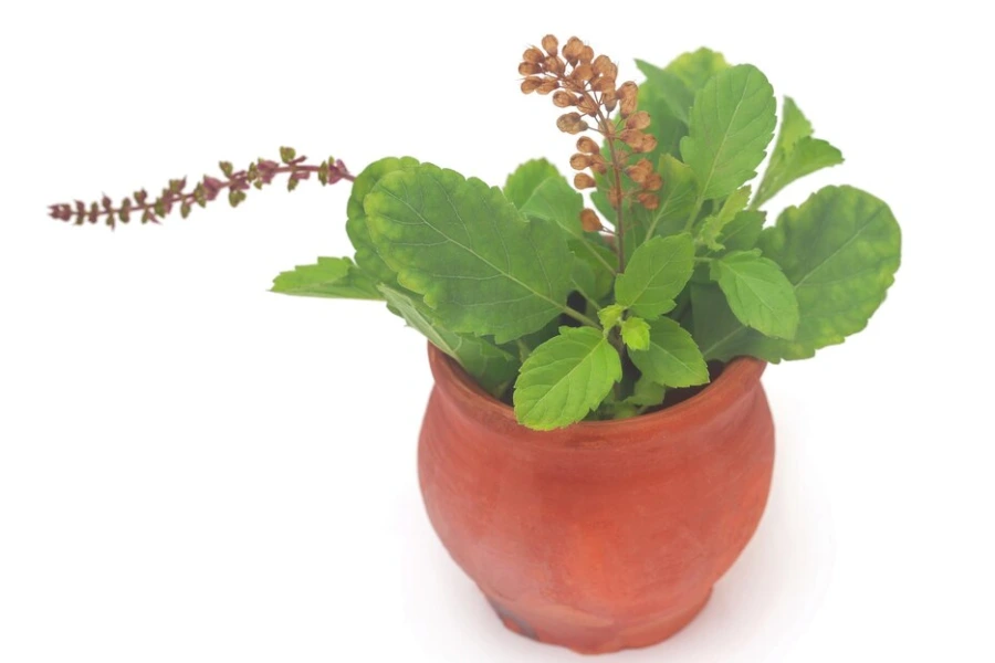 10 Vastu Plants for Home: Top Choices to Create a Positive Vibe 2 tulsi plant as vastu plant for home