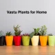 vastu plants for home