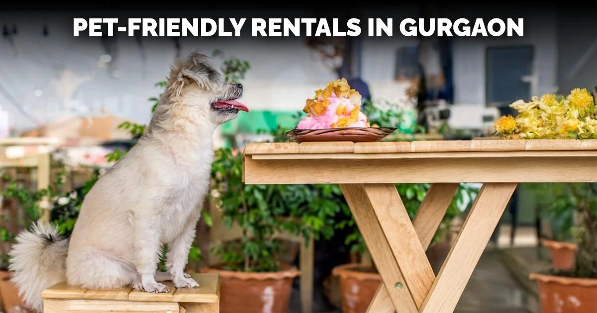 Pet-Friendly Rentals in Gurgaon